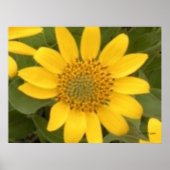 Bright Balsam Root Poster (Voorkant)