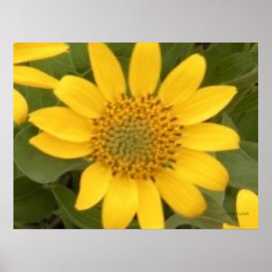 Bright Balsam Root Poster (Voorkant)