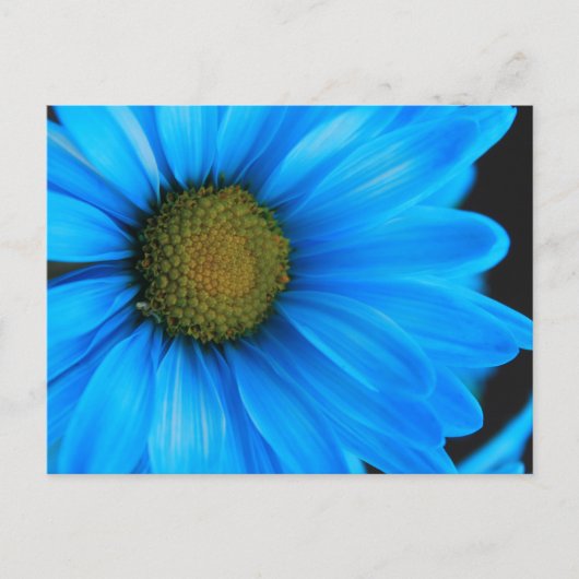 Bright Blue Daisy Briefkaart (Voorkant)
