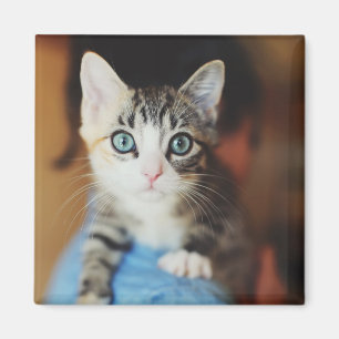 Bright Blue Eyed Kitten Magneet
