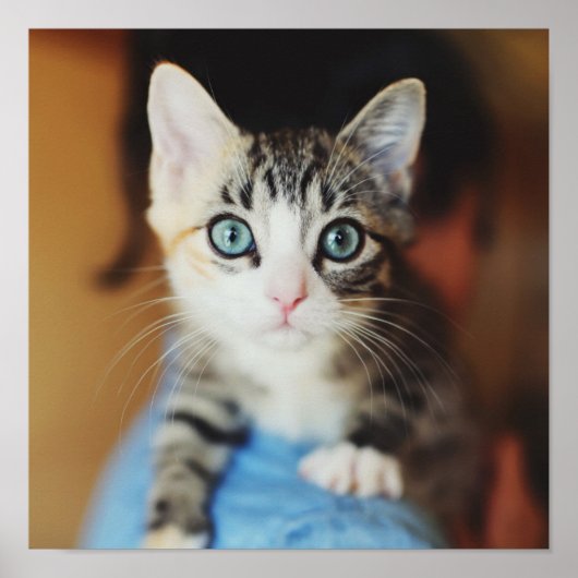 Bright Blue Eyed Kitten Poster (Voorkant)