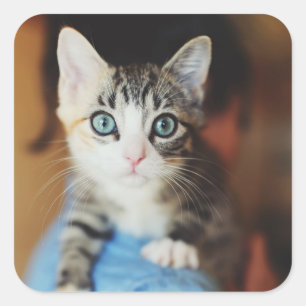 Bright Blue Eyed Kitten Vierkante Sticker
