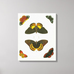 Bright Butterflies van Pieter Cramer Canvas Afdruk