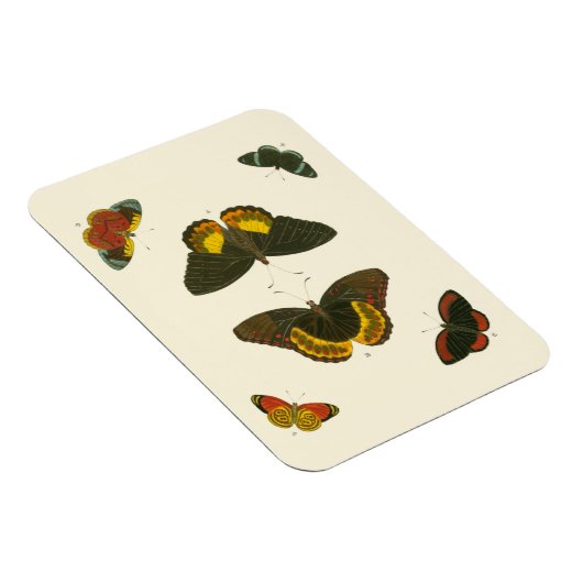 Bright Butterflies van Pieter Cramer Magneet (Rechterzijde)