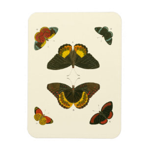 Bright Butterflies van Pieter Cramer Magneet