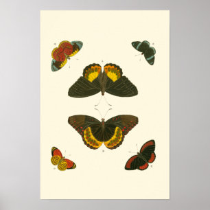 Bright Butterflies van Pieter Cramer Poster