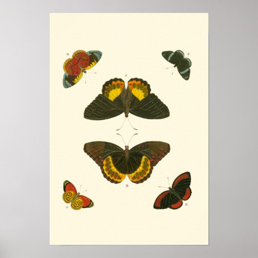 Bright Butterflies van Pieter Cramer Poster (Voorkant)