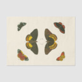 Bright Butterflies van Pieter Cramer Tissuepapier (Voorkant)