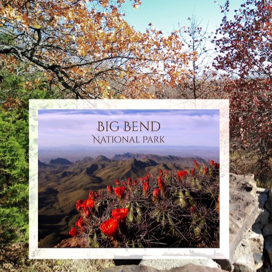 Bright Claret Cup Cactus Blossoms, Big Bend NP, TX Briefkaart