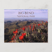 Bright Claret Cup Cactus Blossoms, Big Bend NP, TX Briefkaart (Voorkant)