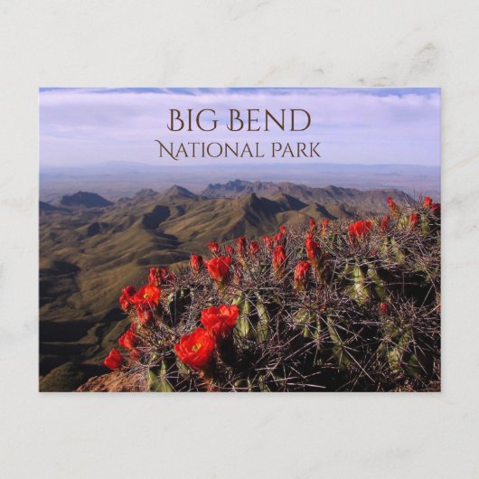 Bright Claret Cup Cactus Blossoms, Big Bend NP, TX Briefkaart (Voorkant)