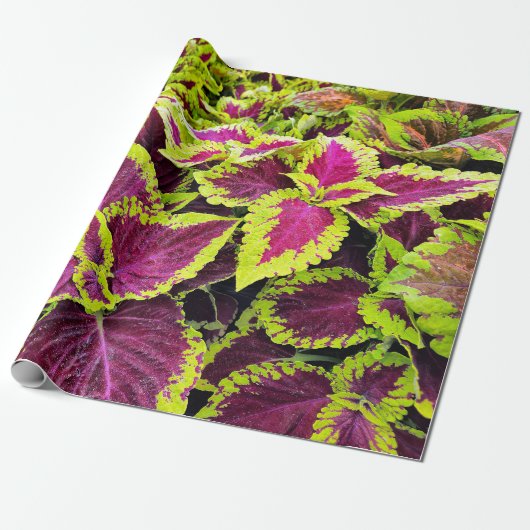 Bright Coleus Leaf Design Cadeaupapier (Uitgerold)
