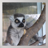 Bright eyed Lemur Poster (Voorkant)