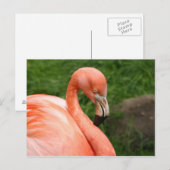 Bright Flamingo Briefkaart (Voorkant / Achterkant)