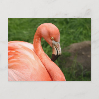 Bright Flamingo Briefkaart