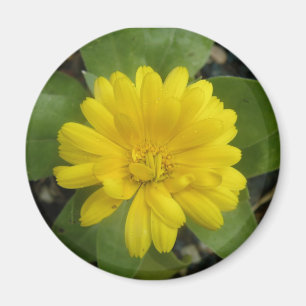 Bright Geel Marigold Magnet