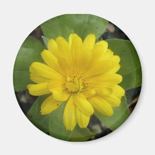 Bright Geel Marigold Magnet (Voorkant)