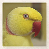 Bright Gele Lutino Indische ringnek Parrot Glazen Onderzetter (Voorkant)