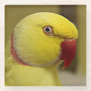 Bright Gele Lutino Indische ringnek Parrot Glazen Onderzetter