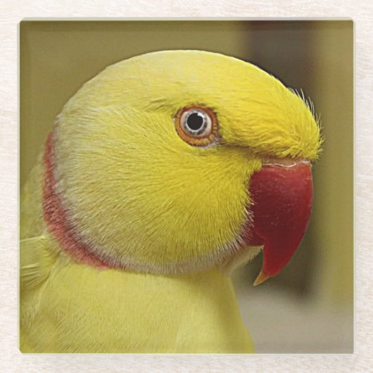 Bright Gele Lutino Indische ringnek Parrot Glazen Onderzetter (Voorkant)