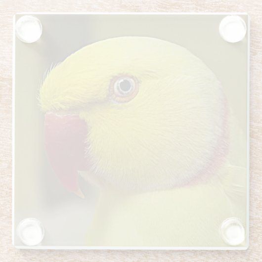 Bright Gele Lutino Indische ringnek Parrot Glazen Onderzetter (Achterkant)