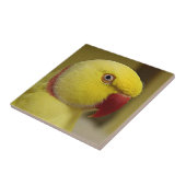 Bright Gele Lutino Indische ringnek Parrot Tegeltje (Zijkant)