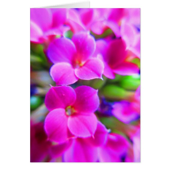 Bright Happy Kalanchoe Flowers Roze Magenta Paars (Voorkant)