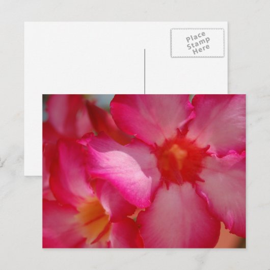 Bright Jamaica Briefkaart (Voorkant / Achterkant)