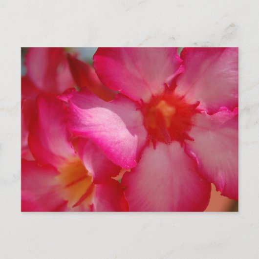 Bright Jamaica Briefkaart (Voorkant)