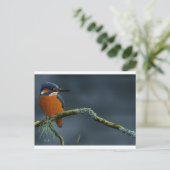 Bright Kingfisher cadeautjes Briefkaart (Staand voorkant)