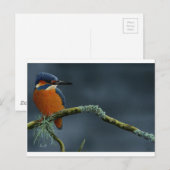 Bright Kingfisher cadeautjes Briefkaart (Voorkant / Achterkant)