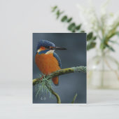 Bright Kingfisher cadeautjes Briefkaart (Staand voorkant)