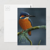Bright Kingfisher cadeautjes Briefkaart (Voorkant / Achterkant)