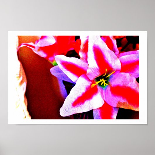 Bright Lily Poster (Voorkant)