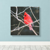 Bright noordelijke kardinaal canvas afdruk (Insitu (Houten vloer))