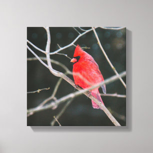 Bright noordelijke kardinaal canvas afdruk