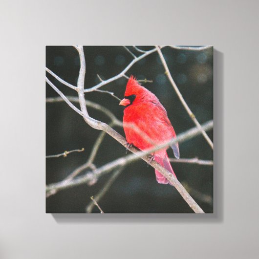 Bright noordelijke kardinaal canvas afdruk (Voorkant)