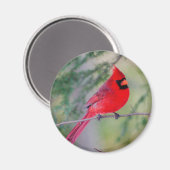 Bright Northern Cardinaal Magnet (Voorkant / Achterkant)