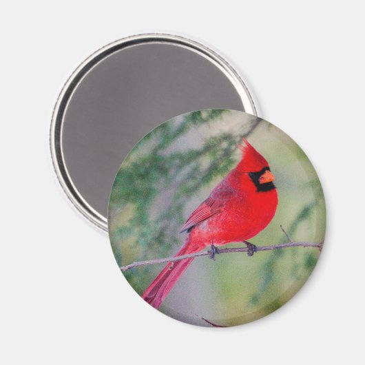 Bright Northern Cardinaal Magnet (Voorkant / Achterkant)