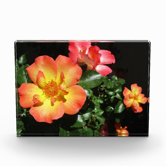 Bright Orange Roses - Dark Aspect Fotoblokken (Voorkant)