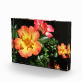 Bright Orange Roses - Dark Aspect Fotoblokken (Rechts)