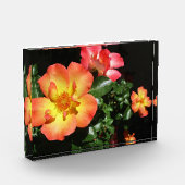Bright Orange Roses - Dark Aspect Fotoblokken (Links)
