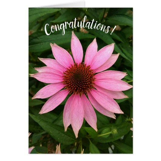 Bright Paarse Coneflower Gefeliciteerd Kaart (Voorkant)