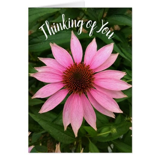 Bright Paarse Coneflower Thinking of You Kaart (Voorkant)