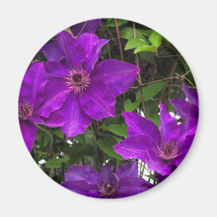 Bright Paarse Jackmanii Clematis Vine Magneet