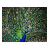 Bright Peacock Foto Afdruk (Voorkant)