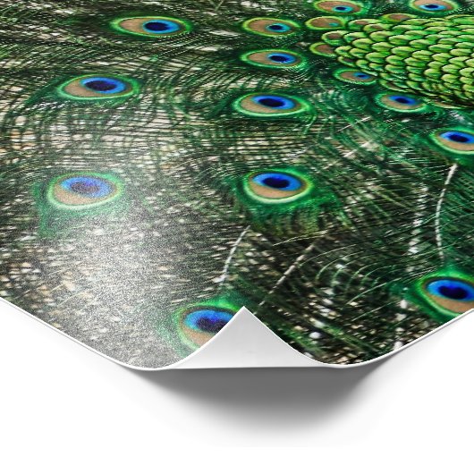 Bright Peacock Foto Afdruk (Hoek)
