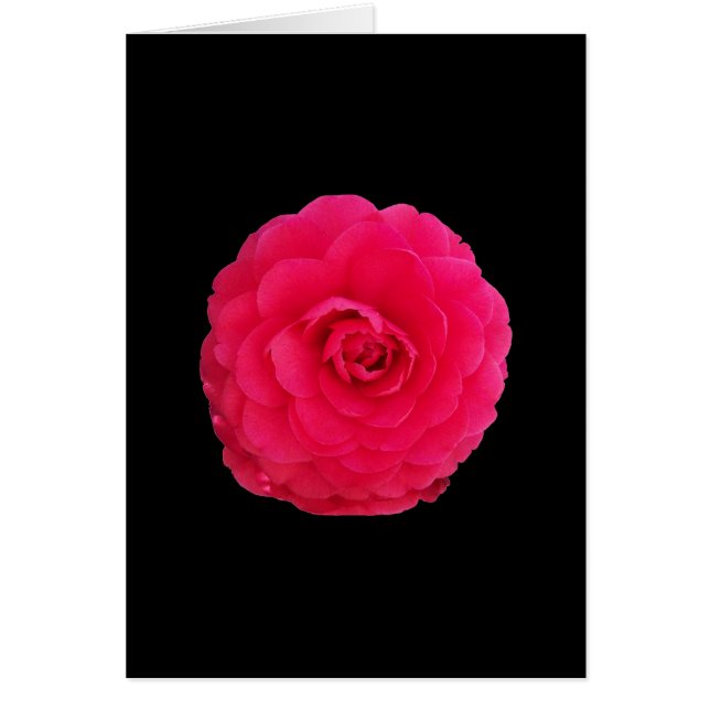 Bright Pink Camellia (Voorkant)