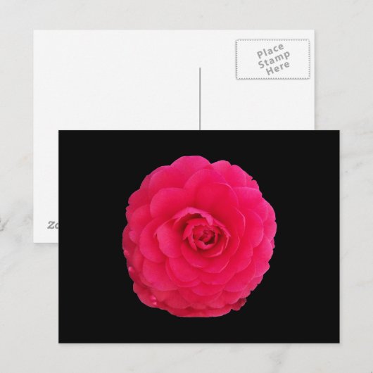 Bright Pink Camellia Briefkaart (Voorkant / Achterkant)