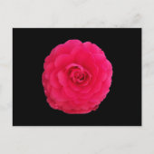 Bright Pink Camellia Briefkaart (Voorkant)